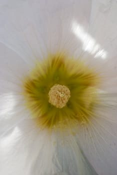 center of a white flower in macro style