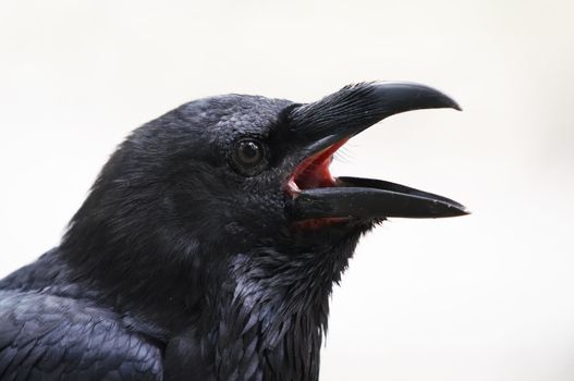 Shot of a head of raven