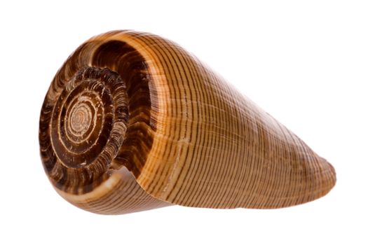 Isolated macro image of a cone sea shell.