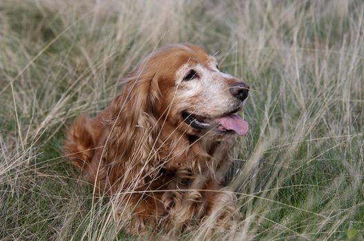 Shot of the old cocker in the grass