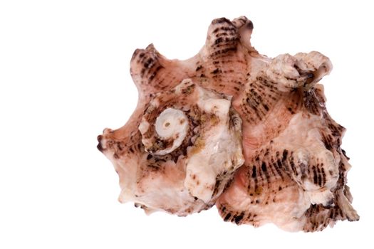 Isolated macro image of a sea shell.