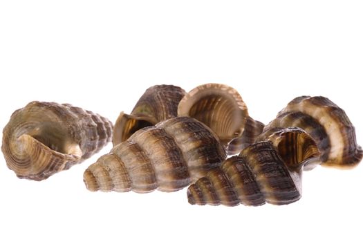 Isolated macro image of live edible whelks. Also known as Balitong in Malaysia, it is a culinary delicasy.