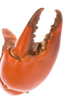Isolated macro image of a crab's claw.