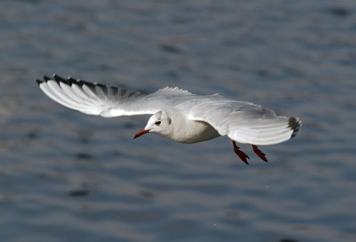 Shot of the flying gull - laughing gull