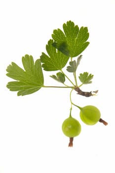 ripe gooseberry with leaf on...                                