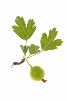 ripe gooseberry with leaf on...                                