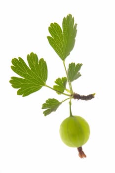 ripe gooseberry with leaf on...                                