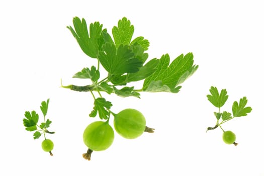 ripe gooseberry with leaf on...                                