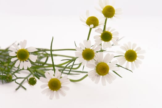 medical camomile  over white                              