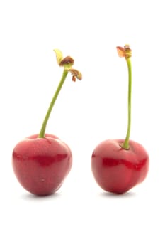  two red cherry �n a white background
