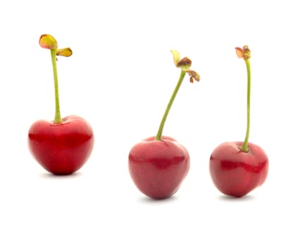  red cherry �n a white background