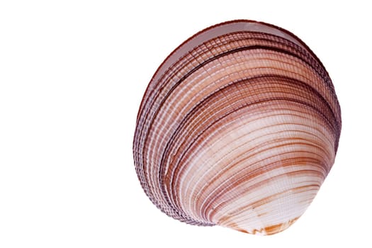 Isolated image of a beautiful clam.