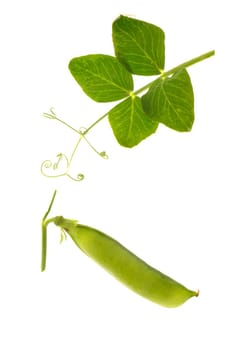 Garden fresh peas, on white                               