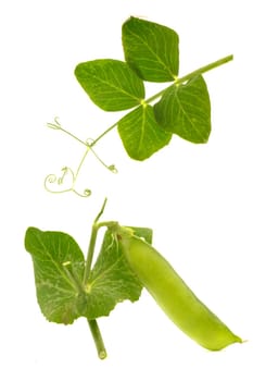 Garden fresh peas, on white                               