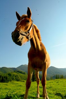 Horses on a pasture in  summer                               