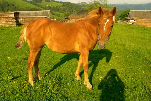 Horses on a pasture in  summer                               