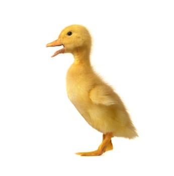 duck on a white background
