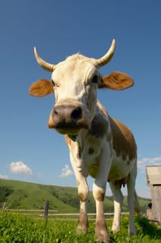 cow on a green background