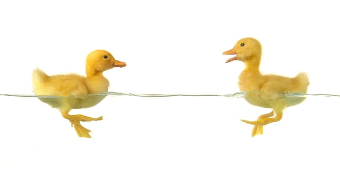 two swimming nestling of duck on white background