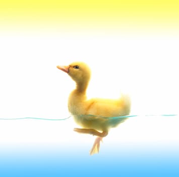 swimming nestling of duck on white background