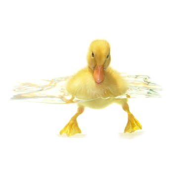 swimming nestling of duck on white background