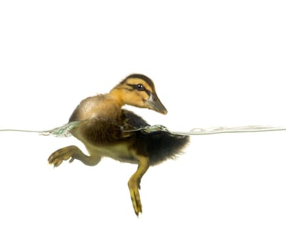 swimming nestling of duck on white background