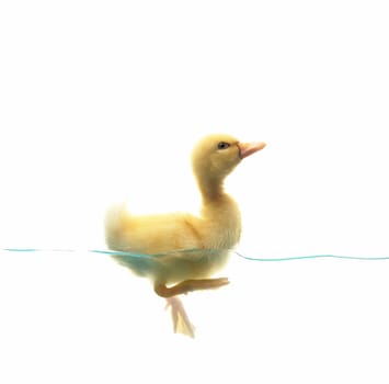 swimming nestling of duck on white background