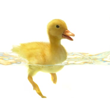 swimming nestling of duck on white background
