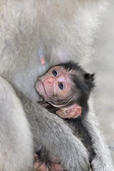 A macaque monkey in the arms of his mother , Bali, Indonesia