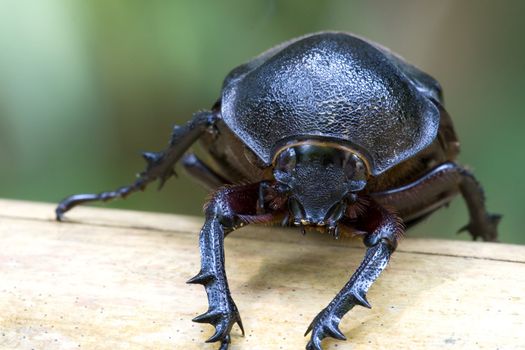 A female Rhinocerous Beetle known by its latin name as Xylotrupes gideon, found at the tropical rainforest of Bukit Tinggi, Pahang, Malaysia.