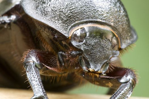 Macro image of a female Rhinocerous Beetle (Xylotrupes gideon) found at the tropical rainforest of Bukit Tinggi, Pahang, Malaysia.