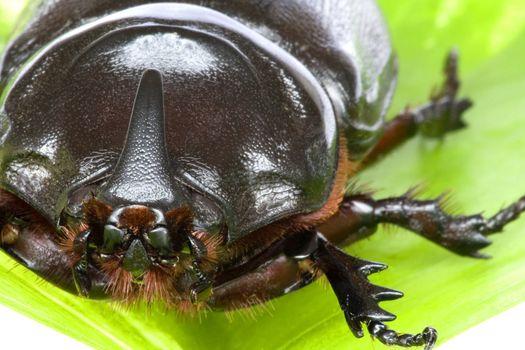 Macro image of a Rhinocerous Beetle (Oryctes rhinoceros) found at the tropical rainforest of Bukit Tinggi, Pahang, Malaysia.