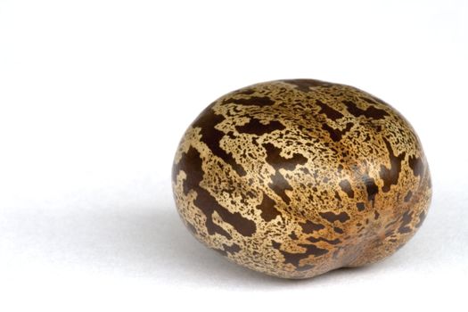 Macro image of a rubber seed. This is the seed of the rubber industry.