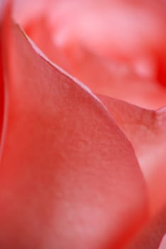 Macro view of a pink colour rose flower petals