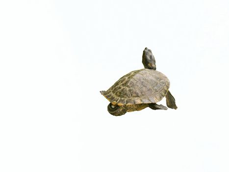 Terrapin on a white background