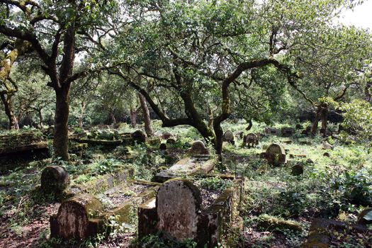 A background of a mysterious cemetery / graveyard in a dense forest.