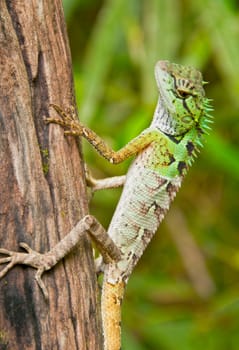 Iguana in Koa Sok National Park, Thailand.