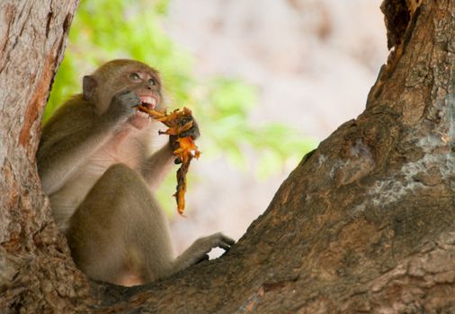 Monkey having an early lunch on Ao Nang beach in Krabbi, Thailand