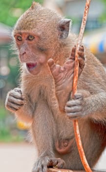 A playful Monkey on Krabbi Beach, Thailand