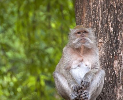 A wise & thoughtful Monkey in Krabbi, Thailand