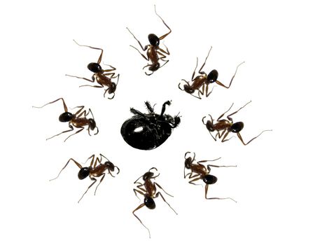 A metaphorical image of a team of ants strategically killing an insect, isolated on white background.