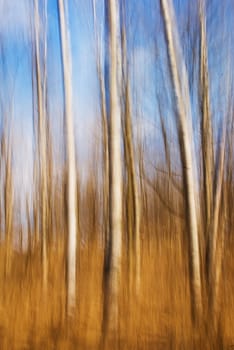 An abstract image of birch trees.