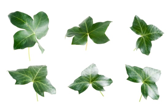 Green ivy leaves isolated on white background.