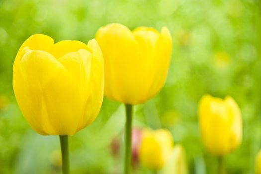 Sunny yellow tulips over green background for card