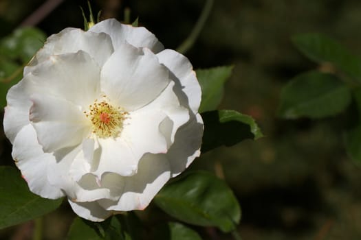 Macro of large mature white rose with soft background