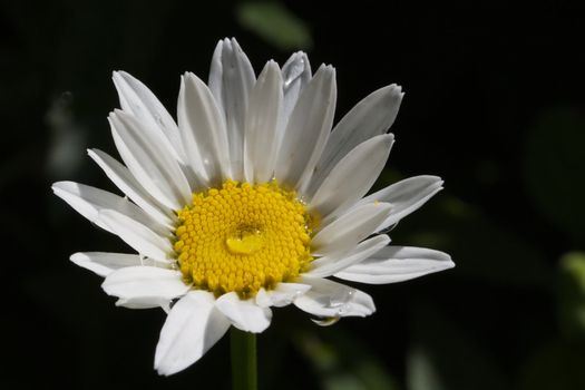 Brightly lit macro of daisy with  water drops