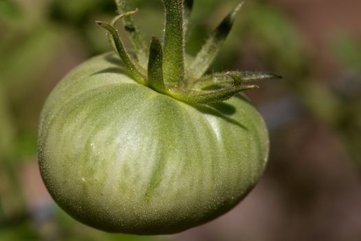 Close up of a young green tomato with soft background