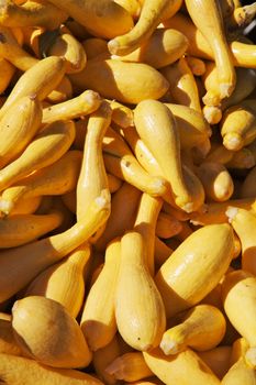 Pile of bright sun lit yellow squash at the farmers market