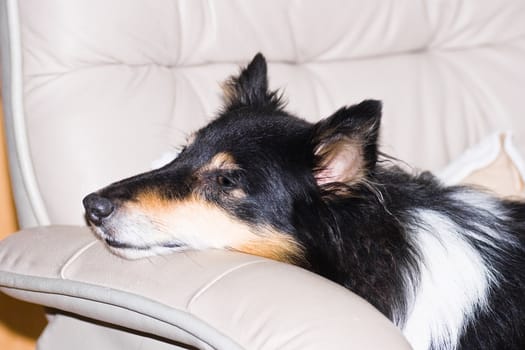 Lazy Shetland sheep dog laying on a chair