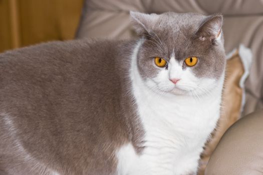  Grey and white "British Shorthair" stands on a chair